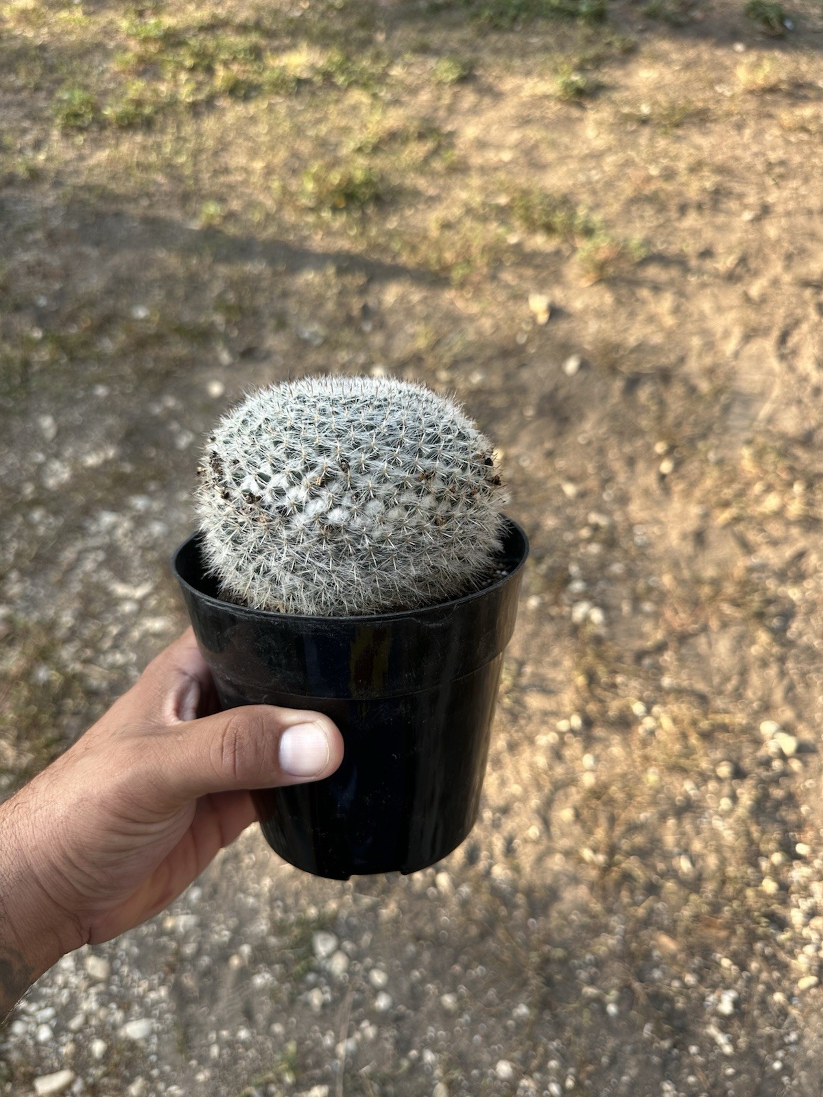 Mammillaria Hahniana 5 In Pot Fully Rooted gallery