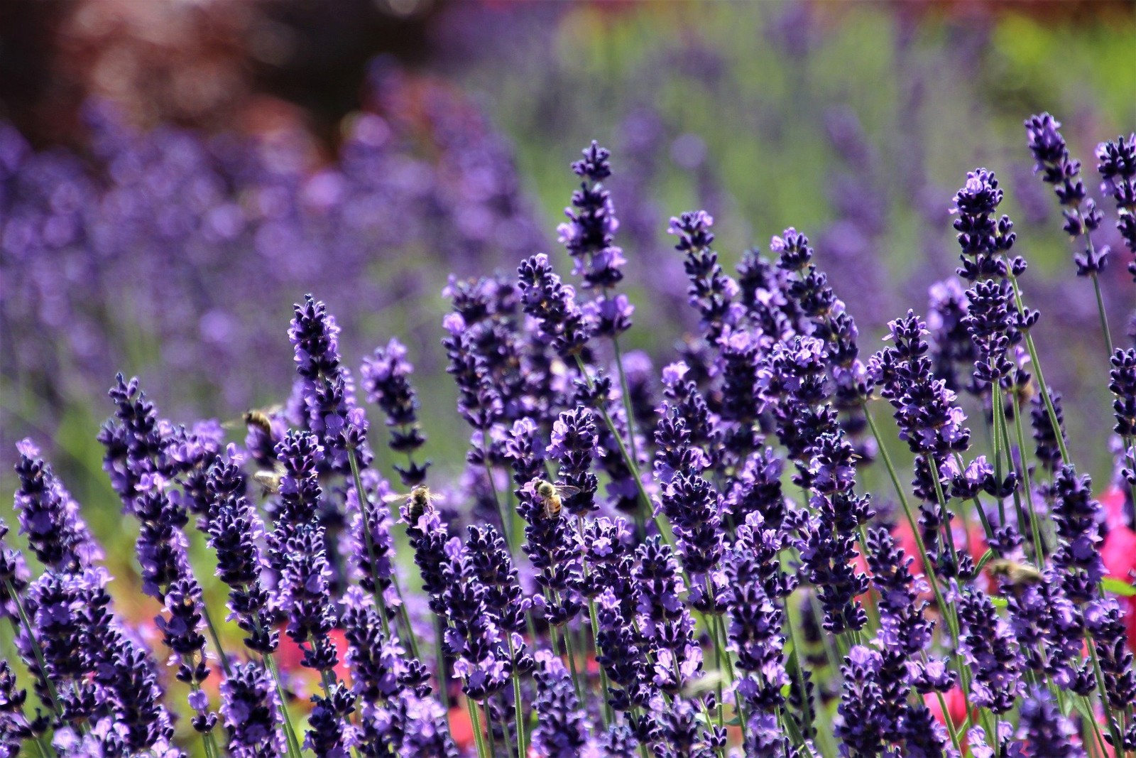 Live SENSATIONAL LAVENDER Plant + Lavandula x intermedia - [Pint Pot] -Perennial gallery