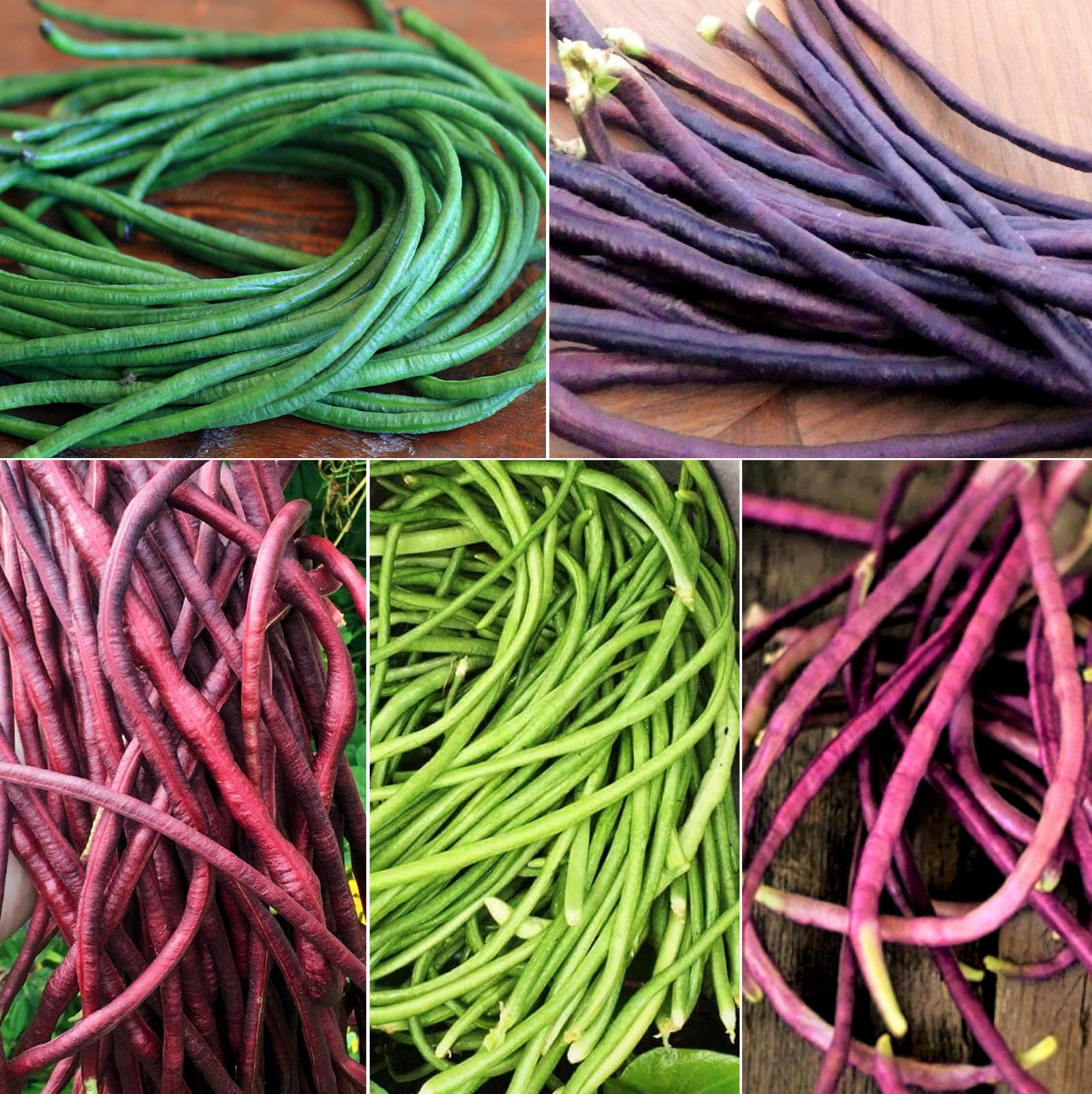 5 Colors Mix Yard Long Bean Seeds | Multi Variety Pole Asian Vegetable Seed 2023 gallery