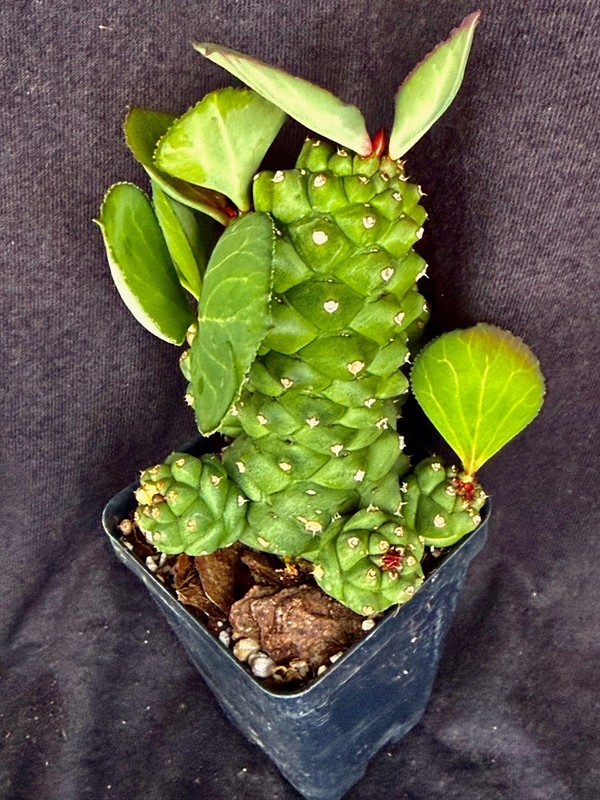 Monadenium ritchiei, succulent gallery