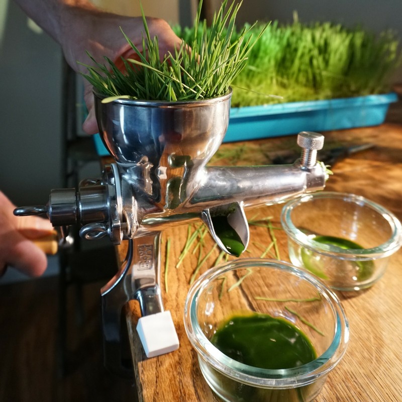 Wheat Seed, WheatGrass CatGrass, Wheat Juice, Bulk, 10lb, 15lb, 20lb, or 30lb gallery