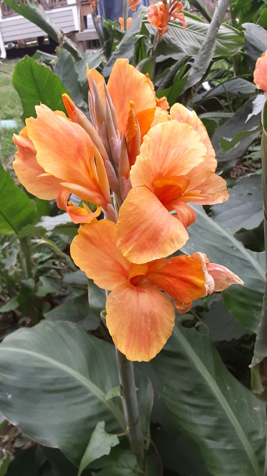 Sunrise Canna Lilly Bulbs (2 Count) gallery
