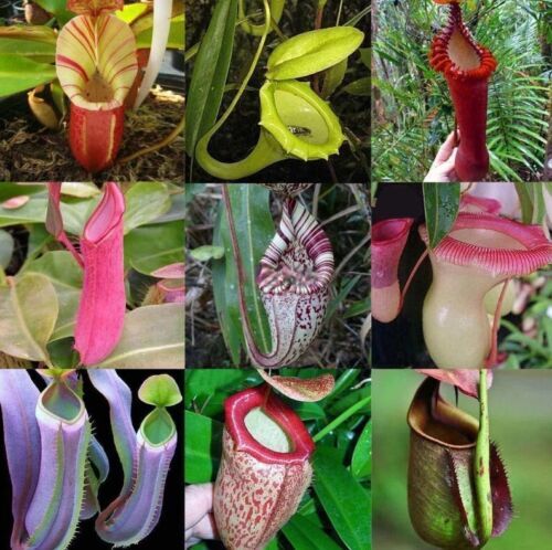 Nepenthes Macfarlanei ~ Spectacular Highland Large Pitcher Plant ~ RARE100Seeds gallery