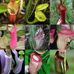 Nepenthes Macfarlanei ~ Spectacular Highland Large Pitcher Plant ~ RARE100Seeds