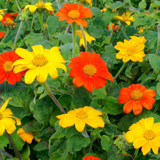 Sunflower, MEXICAN TORCH Mix Orange &Yellow Pollinators Bees Non-GMO 50 Seeds! gallery