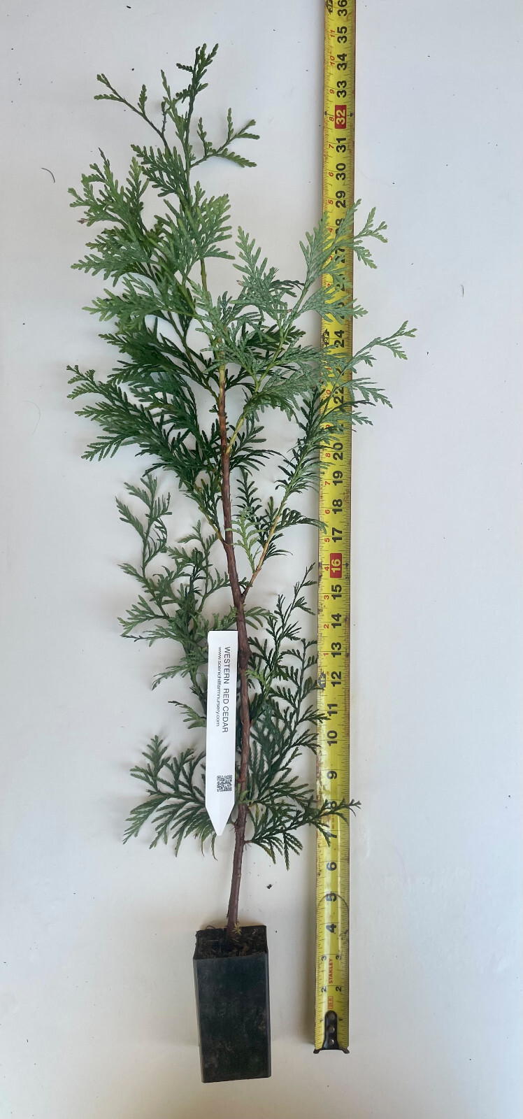 Western Red Cedar Tree (Thuja plicata) -3 Yr Old Potted Seedling 24" - 30" Tall gallery