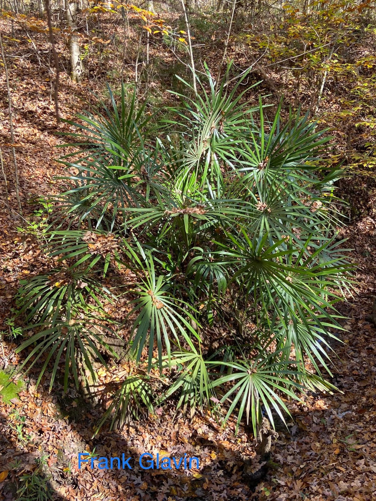 Rhapidophyllum hystrix Seeds - Needle Palm Seeds! gallery