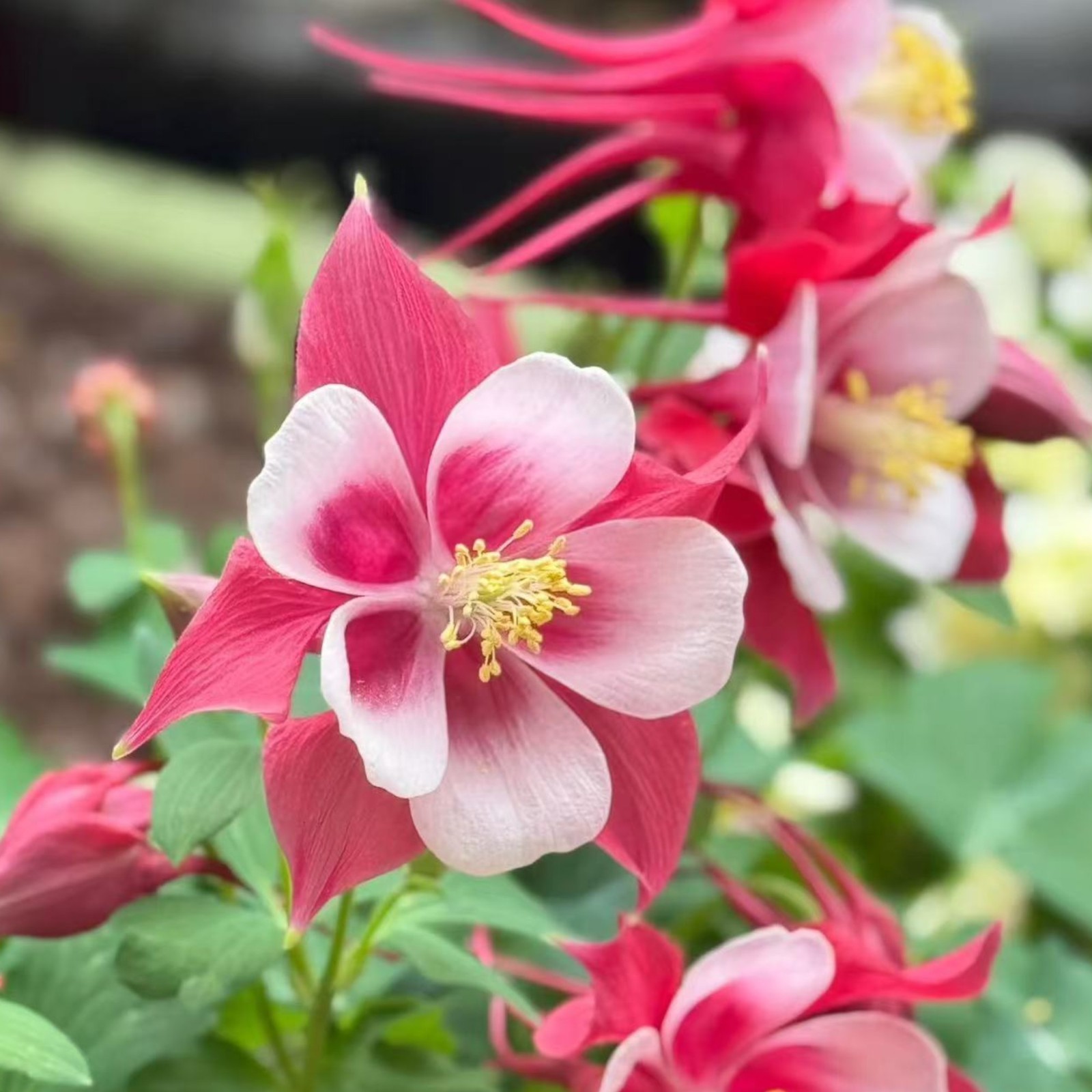 1000 Red & White Columbine Seeds – Striking Bicolor Blooms for Perennial Gardens gallery