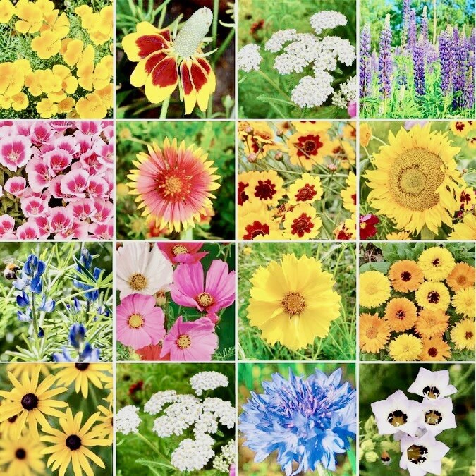 500++ Bird & Butterfly Wildflower Seed Mix | Attracts Butterflies ,Hummingbirds gallery