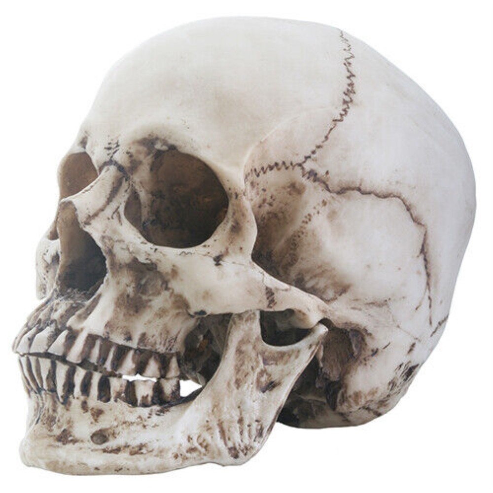 Realistic Dusty Skeleton Skull Head with Detached Jaw Halloween Figurine