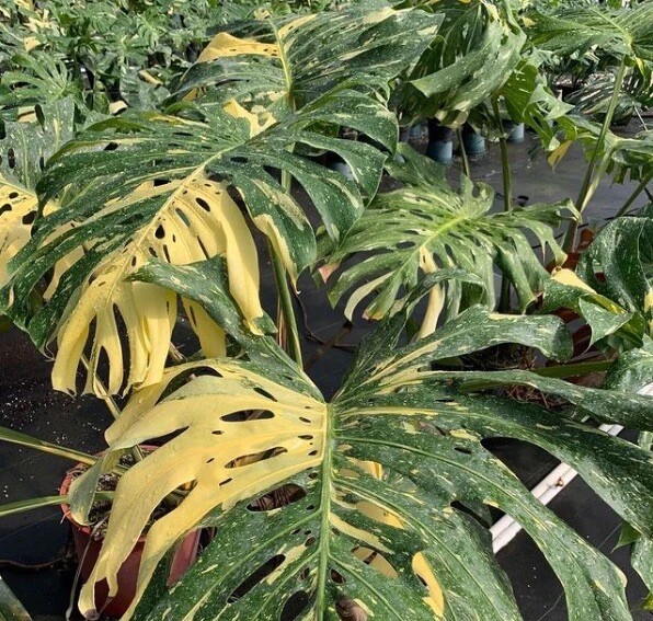 Monstera Thai constellation Variegated gallery