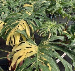 Monstera Thai constellation Variegated