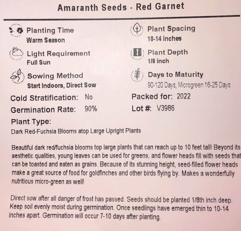 Amaranth RED GARNET Microgreens & Grains Edible upto 10' TALL Non-GMO 1000 Seeds gallery