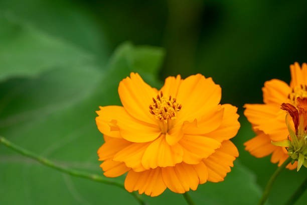 200 DWARF SULPHUR COSMOS SEEDS | 2026 SALE FREE SHIPPING NON GMO gallery