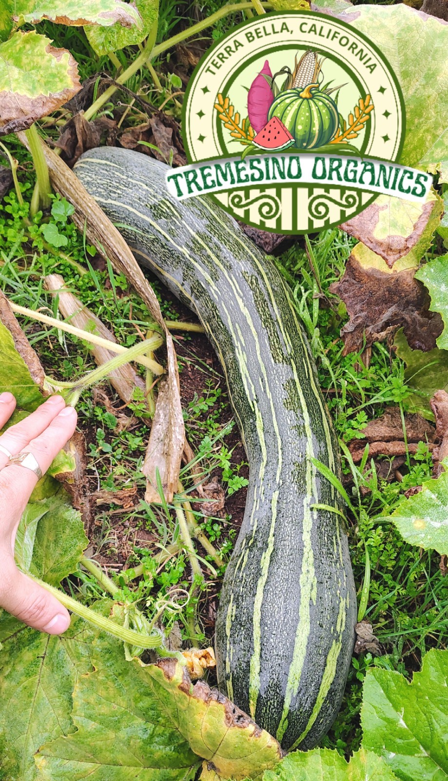 Rare Tropical Long Squash, 15 Seeds- Calabaza Mexicana Para Dulce, 15 Semillas gallery
