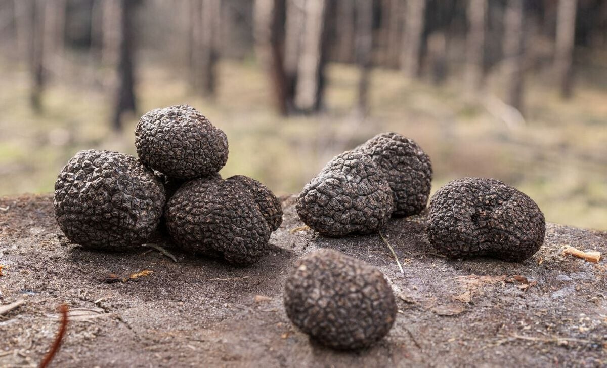 Fresh Black Summer Truffles (Tuber Aestivum) gallery