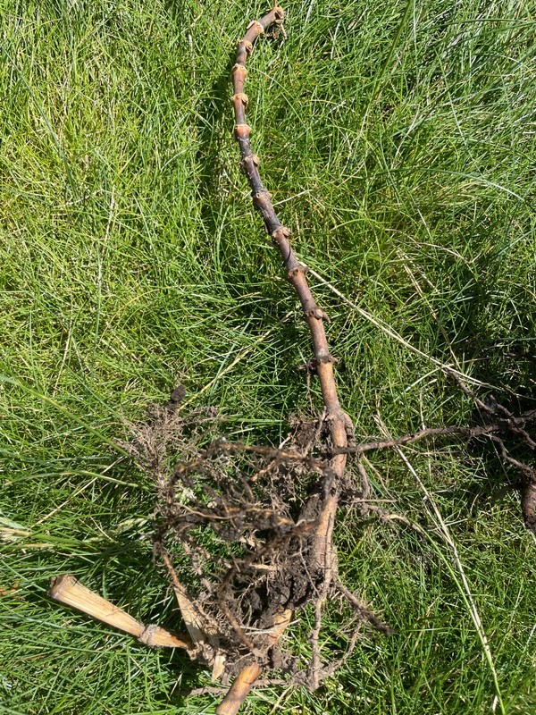 Bamboo root about 10 inches gallery
