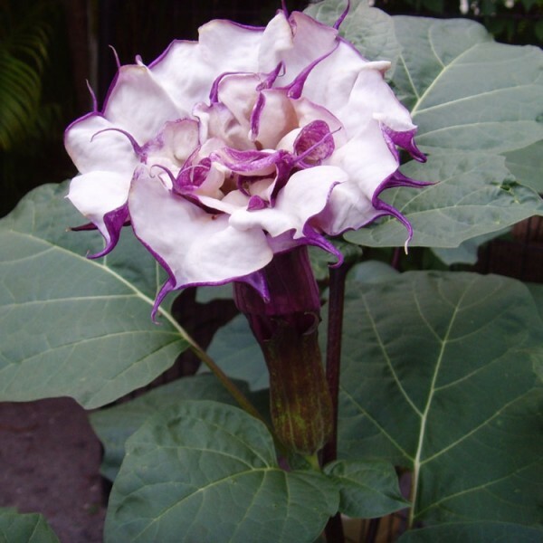 Datura Double Metel Purple 10 seeds, Devil's Trumpet, Horn of Plenty gallery