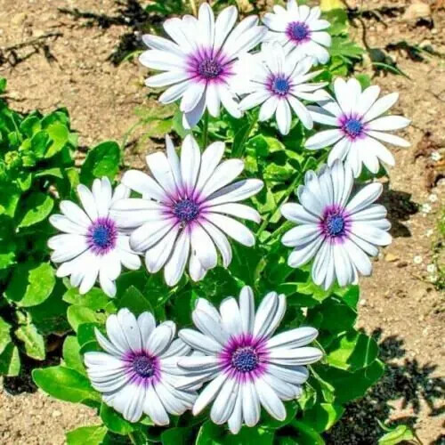 101+CAPE DAISY Flower Seeds African Wildflower Cape Marigold Drought Tolerant gallery