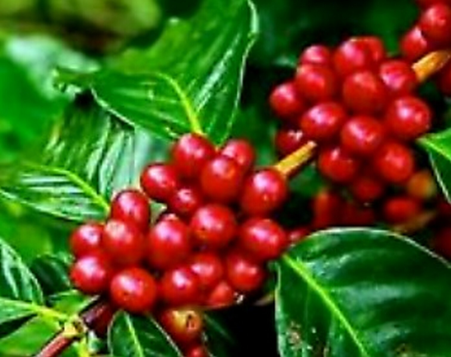 🌺3 TOASTED COCONUT Flavor 8oz Ground APG 10% Kona Blend - Royal Kona Coffee gallery