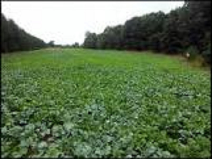 20 LBS TROPHY DAIKON FORAGE RADISH SEED FOR DEER FOOD PLOT BRASSICA DEER LOVE IT gallery