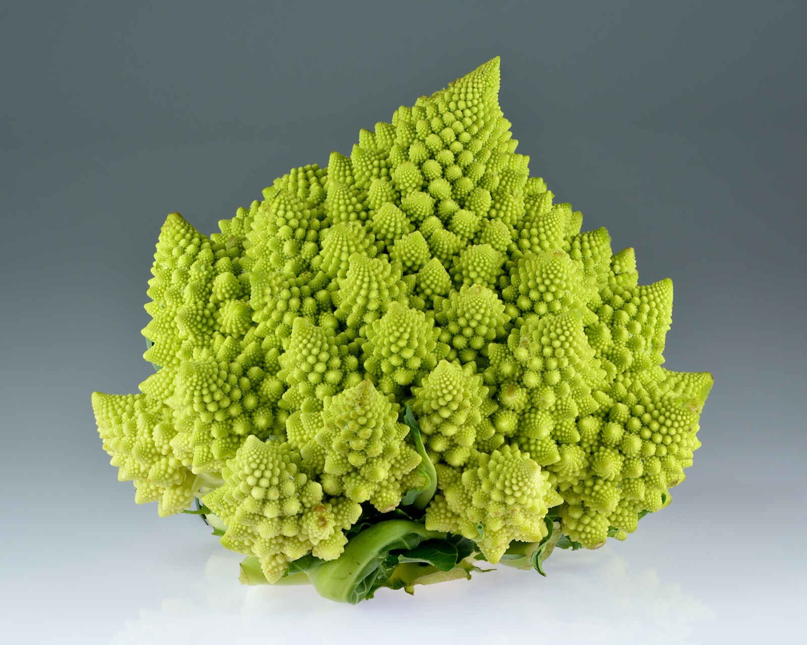 250 Romanesco Broccoli Seeds - Brassica oleracea Romanesco - Non-GMO gallery