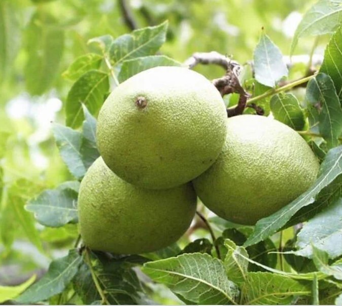 BLACK WALNUTS 1 LB Seed Nuts Fresh 2025 Harvest Naturally Farm Grown in Missouri gallery