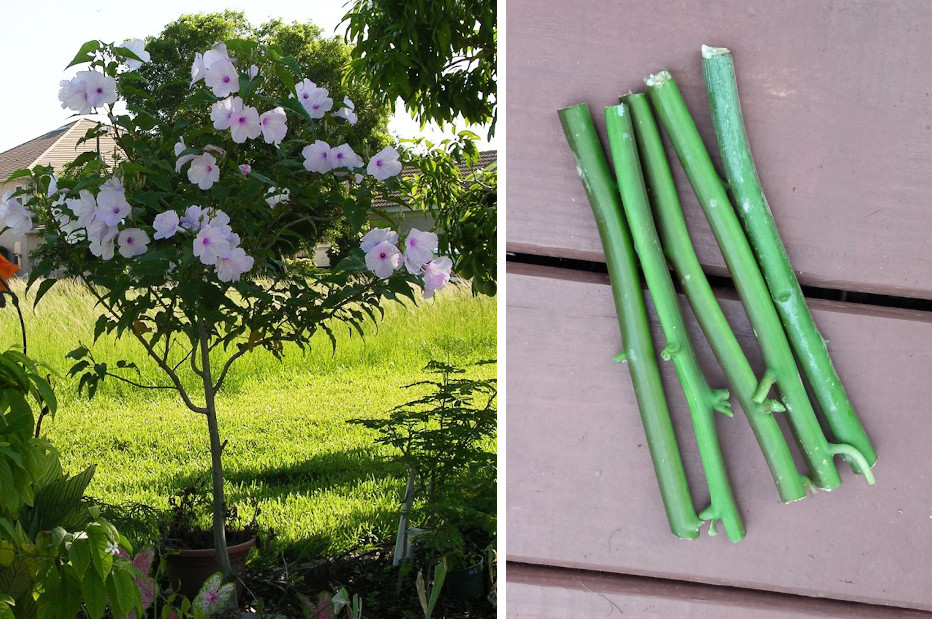 Pink Tree Morning Glory Perennial Ipomoea carnea fistulosa - Cuttings gallery