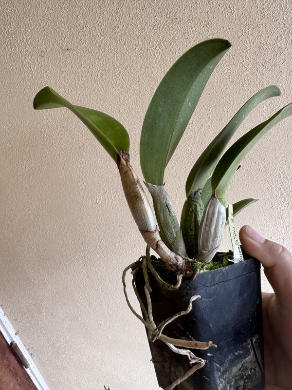 Pot. Creation 'Summer Choice' Cattleya Orchid Plant Blooming Size 4” gallery