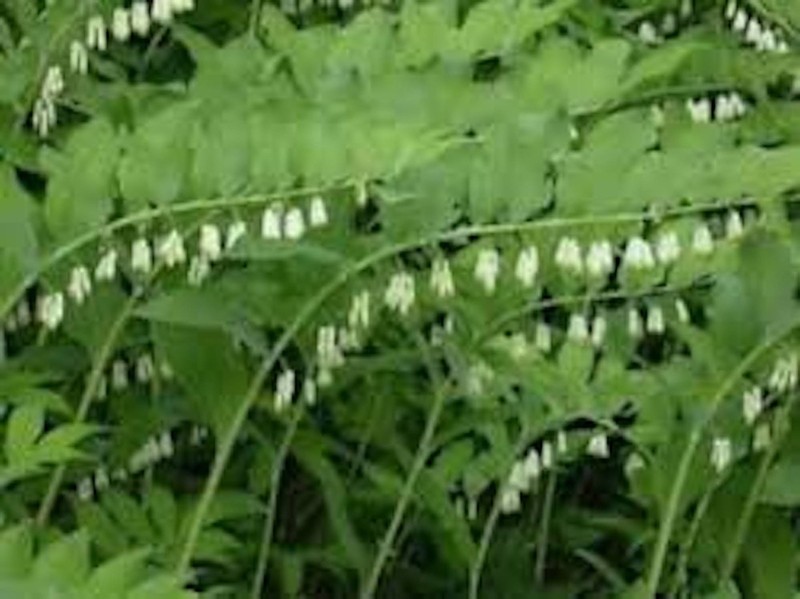 10 True Solomon Seal Polygonatum Biflorum Bare Root Perennial Wildflower gallery