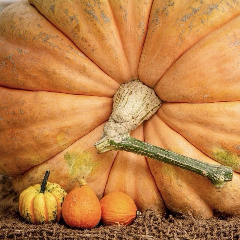 5 Pumpkin Seeds - Dills Atlantic Giant | Heirloom - WORLD RECORD - NON GMO USA gallery