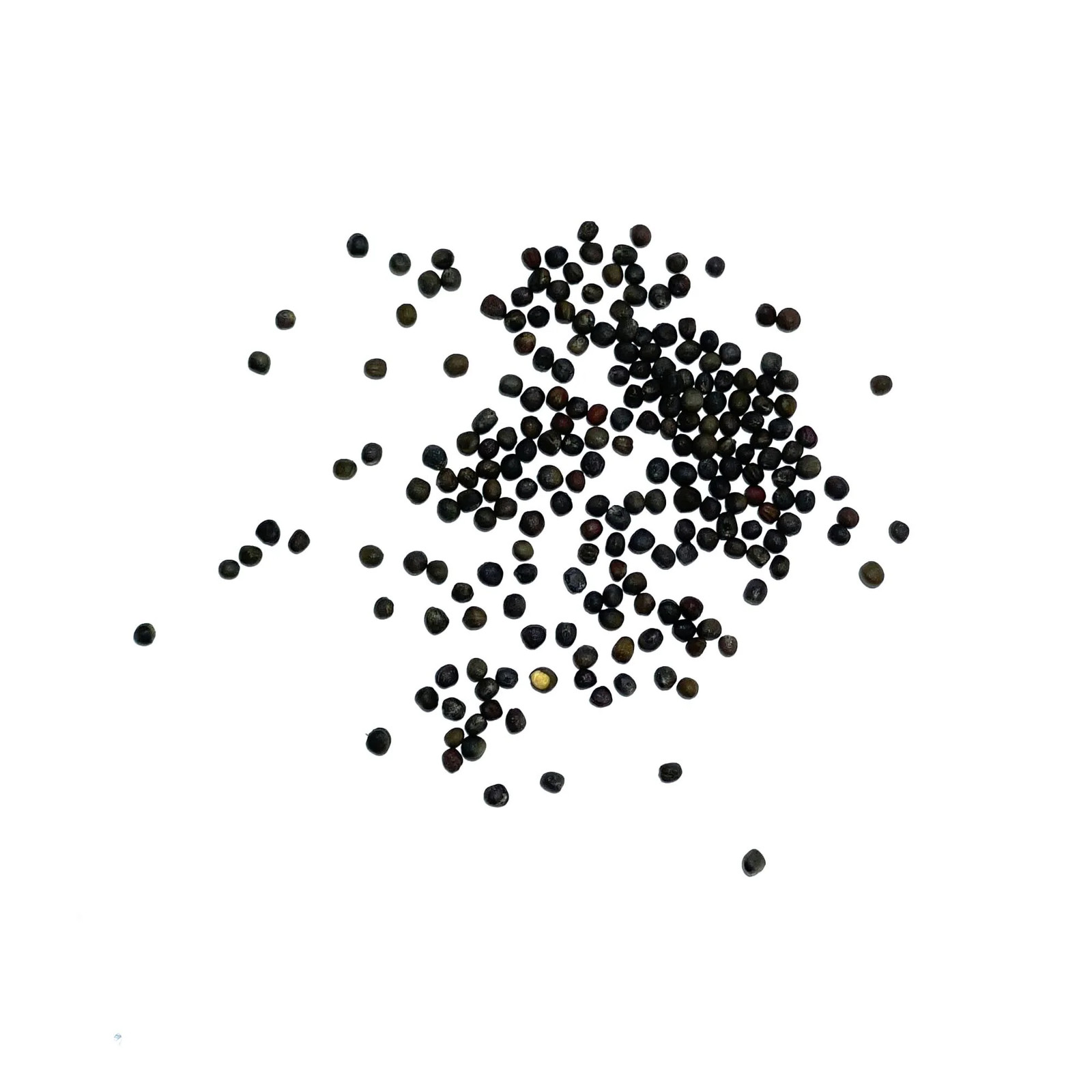 Danish Ballhead Cabbage Seeds For Planting (Brassica oleracea) gallery