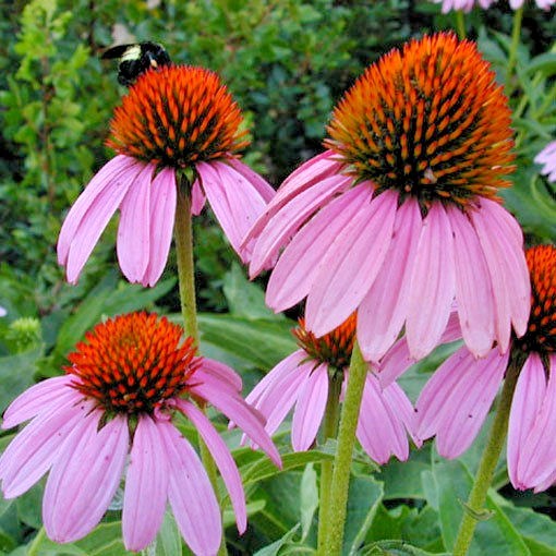 301+PURPLE CONEFLOWER Seeds Native Wildflower Echinacea Medicinal Herb Garden gallery