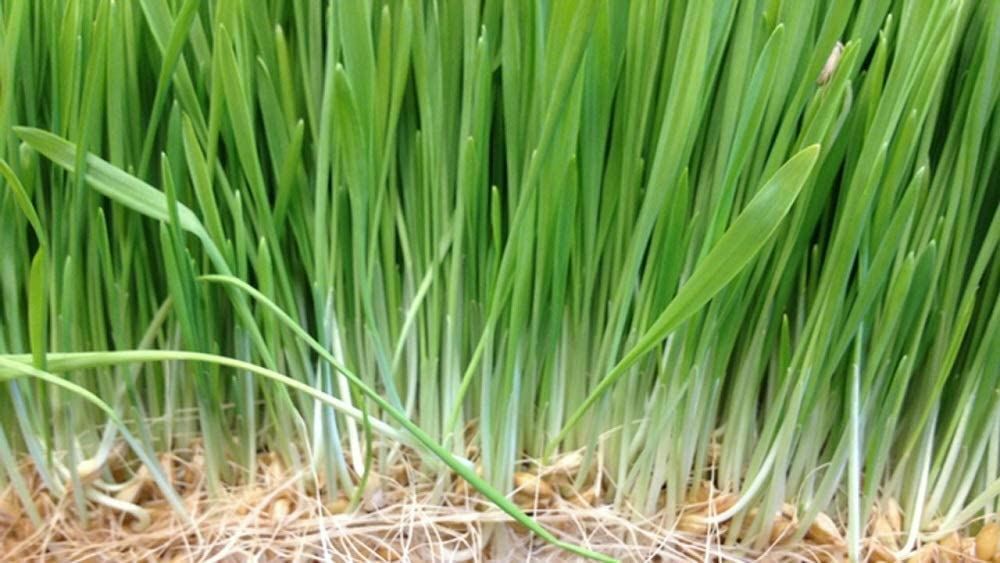 Wheatgrass Seeds for Sprouting Microgreens, COOL BEANS N SPROUTS, gallery