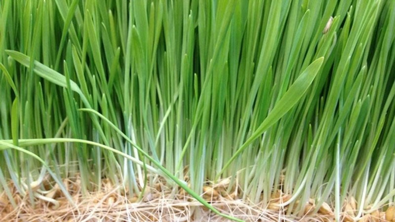 Wheatgrass Seeds for Sprouting Microgreens, COOL BEANS N SPROUTS, gallery