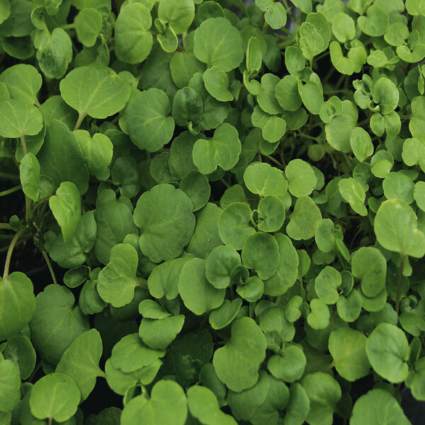 Watercress Cress Seeds | Heirloom - Non-GMO | Free Shipping | Herb Seeds | 1157 gallery