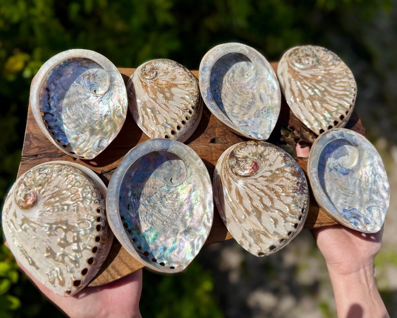 Polished Light Abalone Shells - Natural LARGE Iridescent Shells - Choose Size gallery