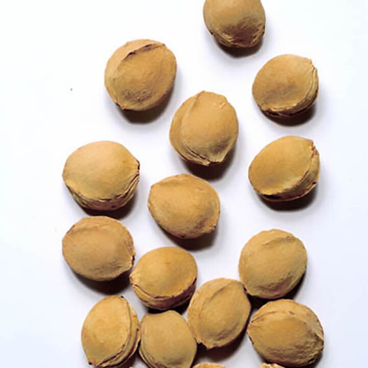 Apricot, Prunus armeniaca, Tree Seeds (Fast, Hardy, Edible, Showy, Fall Color) gallery
