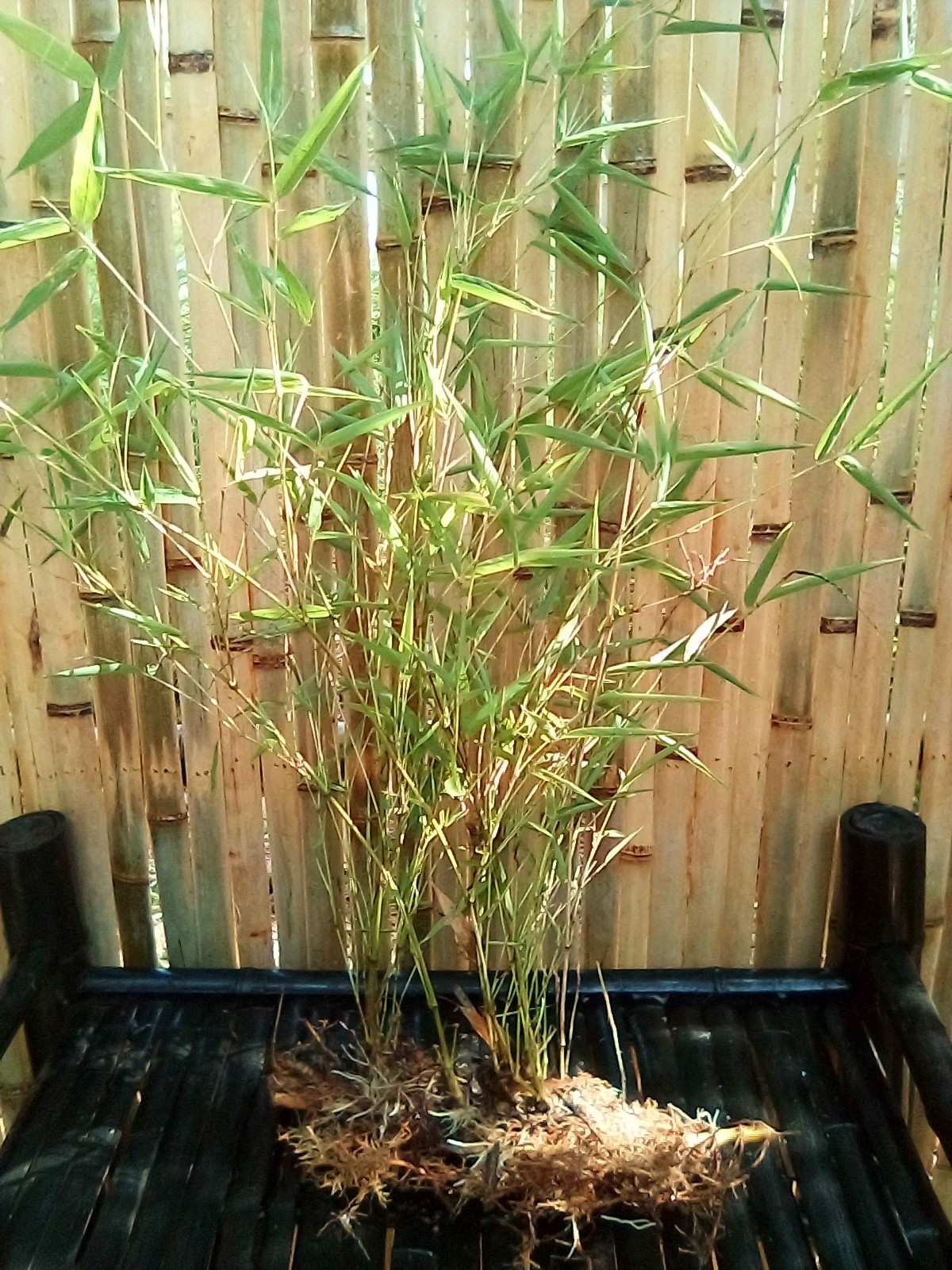 Rare Giant Gray bamboo - Phyllostachys nigra 'Henon - Live Rhizomes (12 Pieces) gallery