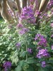 Lunaria / Money Plant / Silver Dollar 50+ seeds organically grown gallery