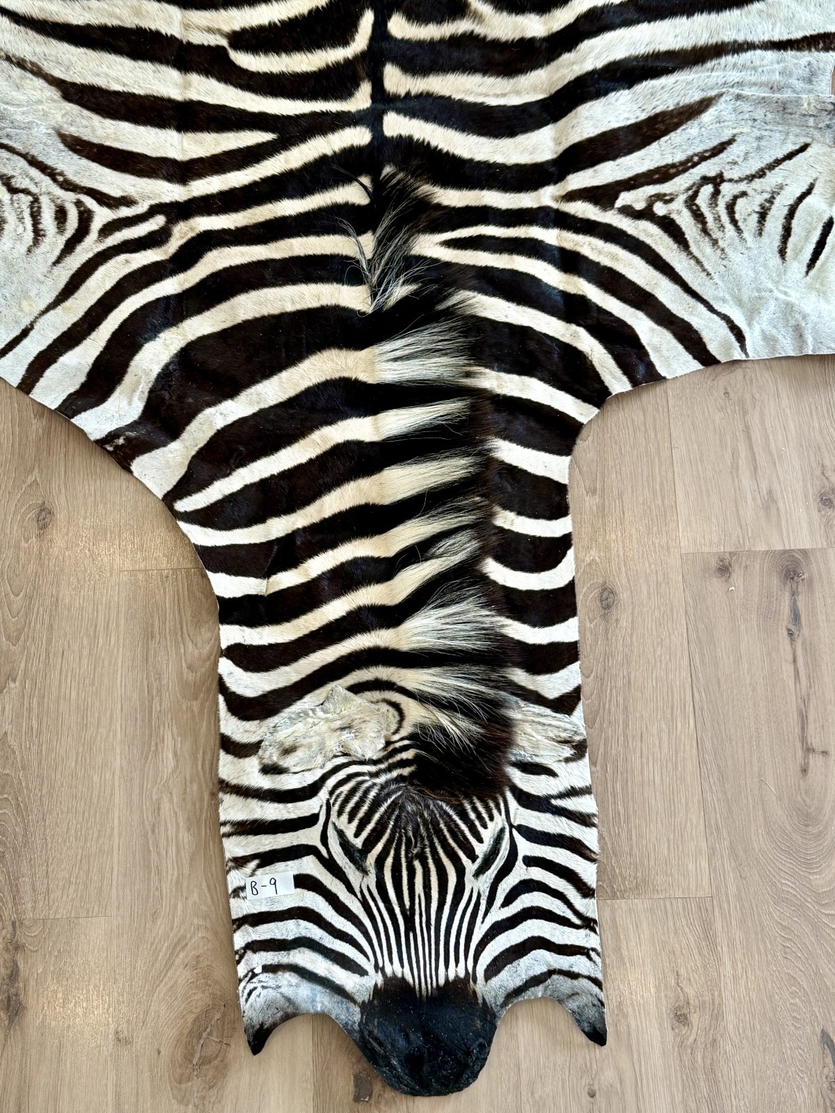 Zebra hide/ Zebra skin/ Zebra rug - South African Burchell 's Zebra (B9) gallery