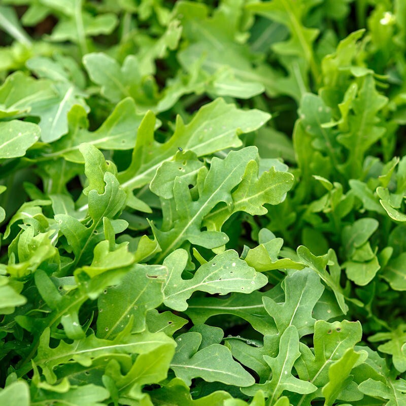 Roquette Arugula 500+ Seeds, Rocket, Colewort, Slow Bolt, NON-GMO, #11 gallery