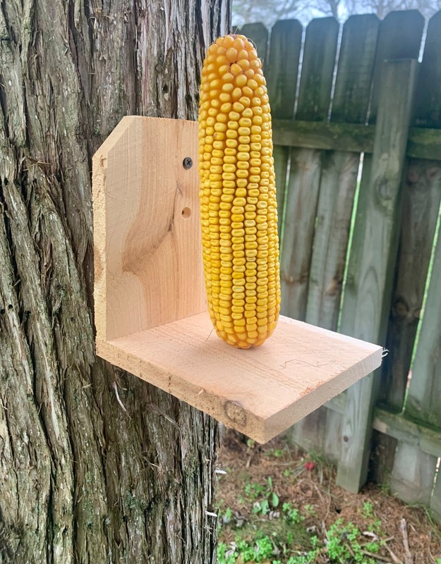 Corn on the Cob Squirrel, Bird, Rabbit, Feed 18 lb just harvested gallery