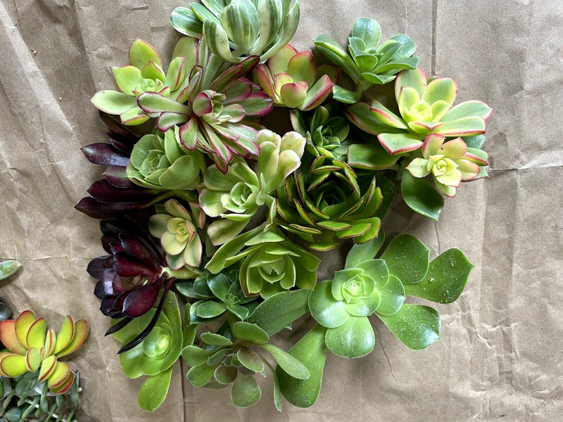 35 Random Succulent Starter Floret Clippings Free gift w/order gallery