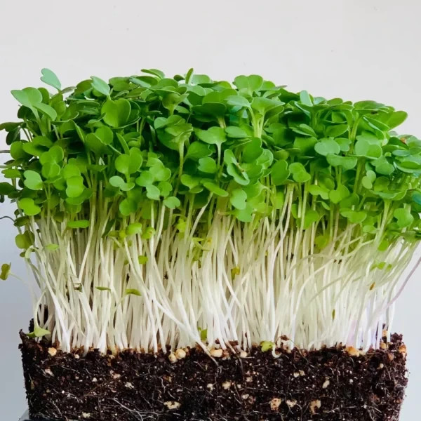 3-pack combo Powerhouse Microgreens seeds non-GMO (2.5oz. pack ea.) gallery