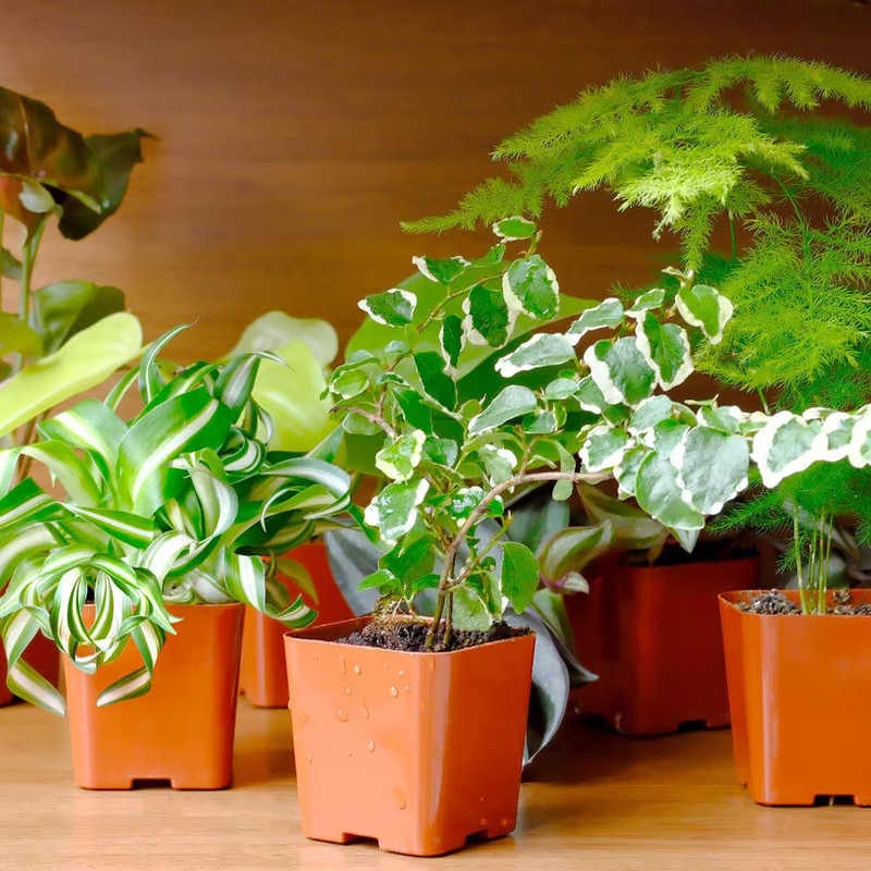Easy Live House Plants (12 Pack), Clean Air Plant Pack, 2 In. Grower Pots, Popul gallery