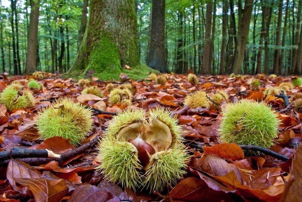 Colossal Chestnut Tree Seeds - Grow Huge Chestnuts - Castanea sp Colossal gallery