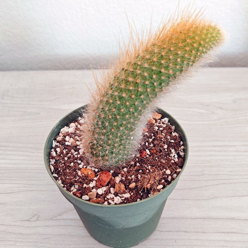 Cactus Plant - Monkey Tail - 4 inch + Long - Live Plants In 3" Pot (MD) gallery