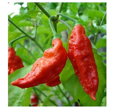 1/2 Kilogram Red Ghost pepper Bhut Jolokia Powder chili hot spice 1.1 Lbs Wings gallery
