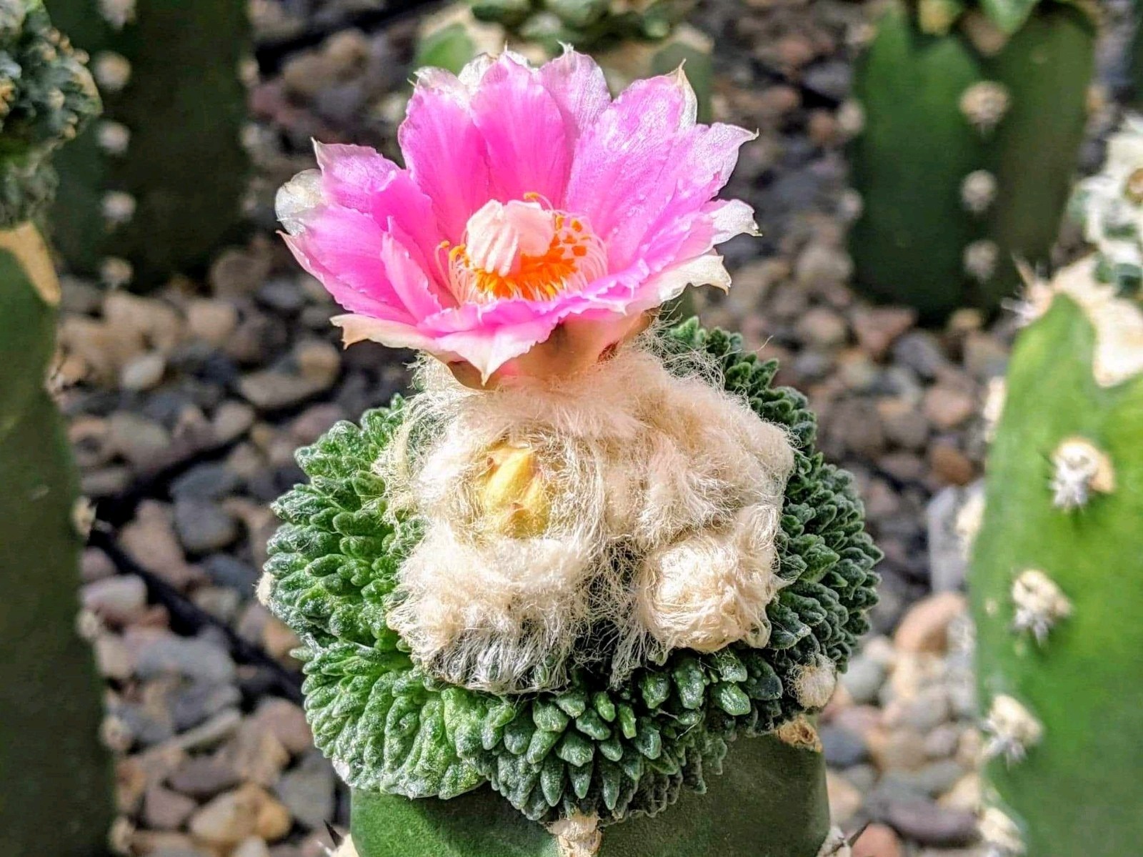 A. f. cv Godzilla Coral - Grafted gallery